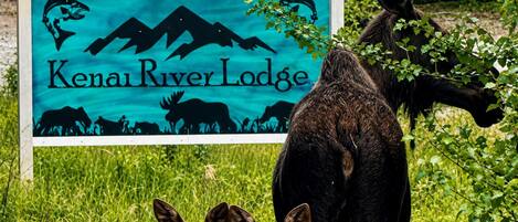 Een bord voor Alaska Legends Kenai River Lodge, met een eland en een beer op de achtergrond.