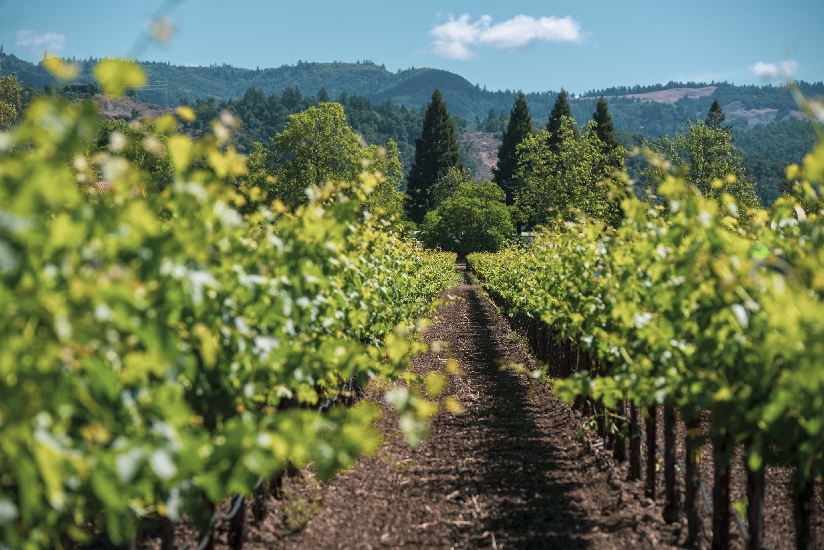 Un vignoble où les rangées de vignes convergent vers un arbre central.