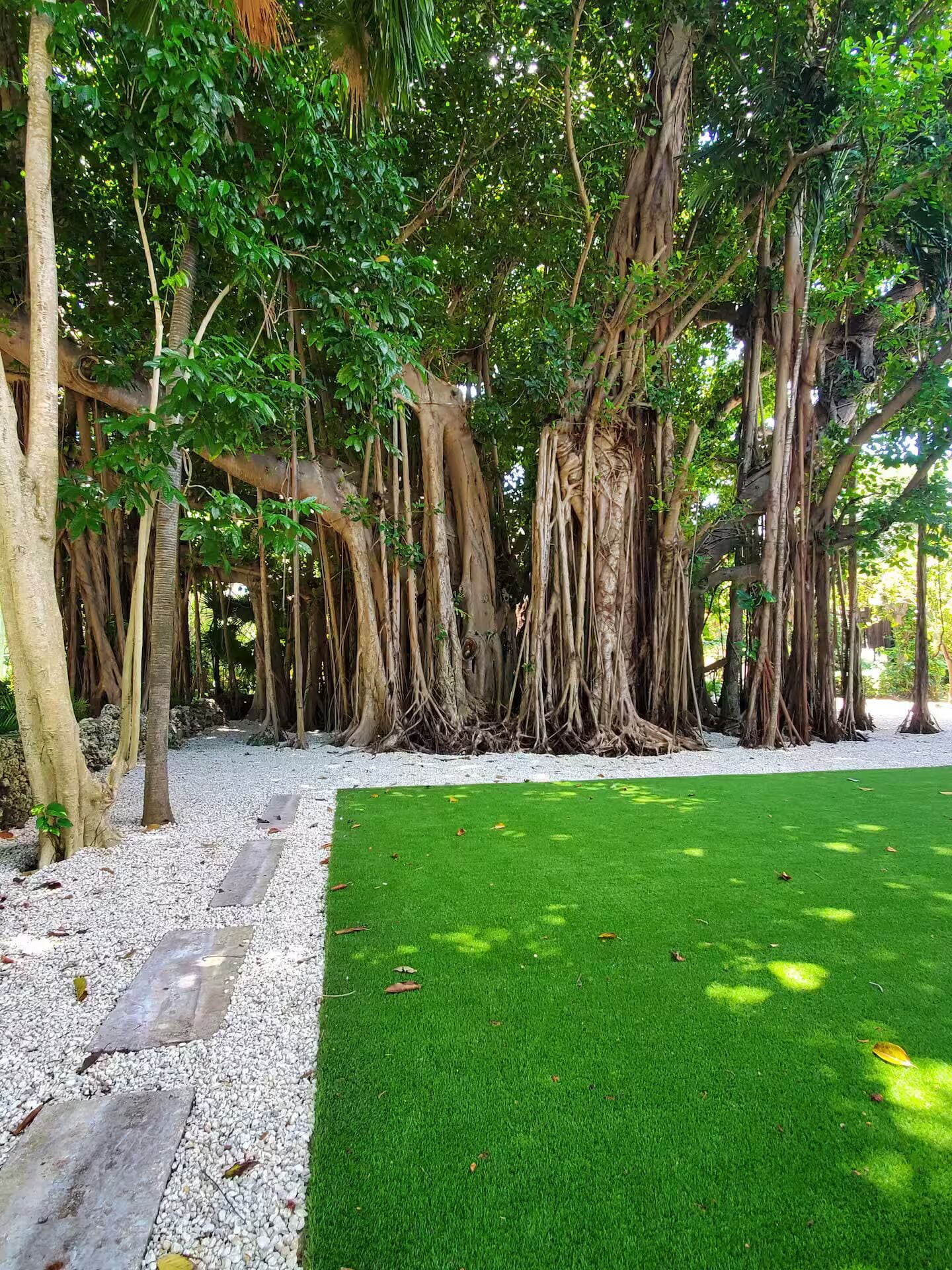 Un jardín con césped y árboles de raíces expuestas.
