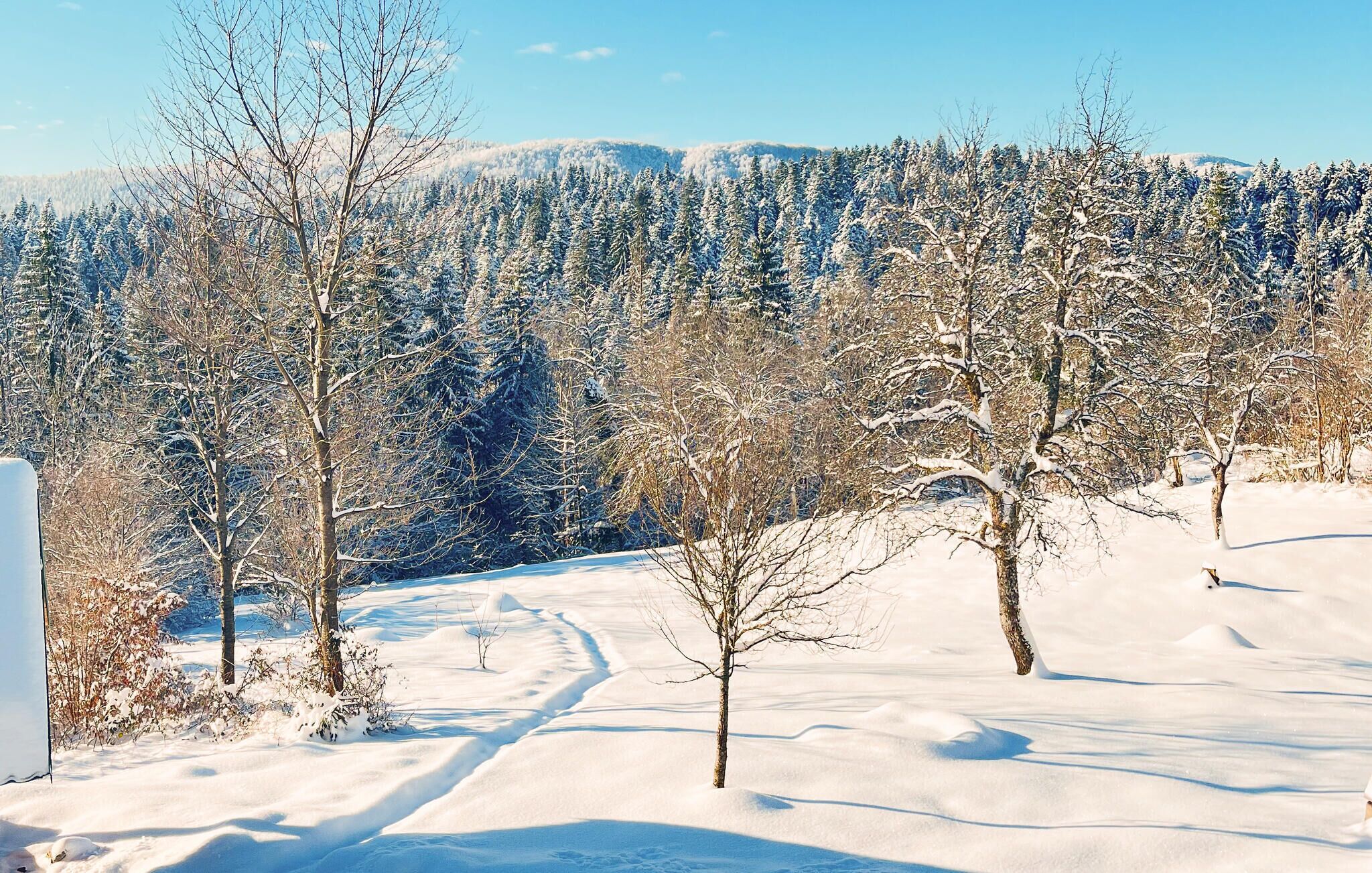 Schneebedeckte Landschaft mit Bäumen und blauem Himmel.