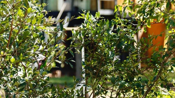 Parco della struttura