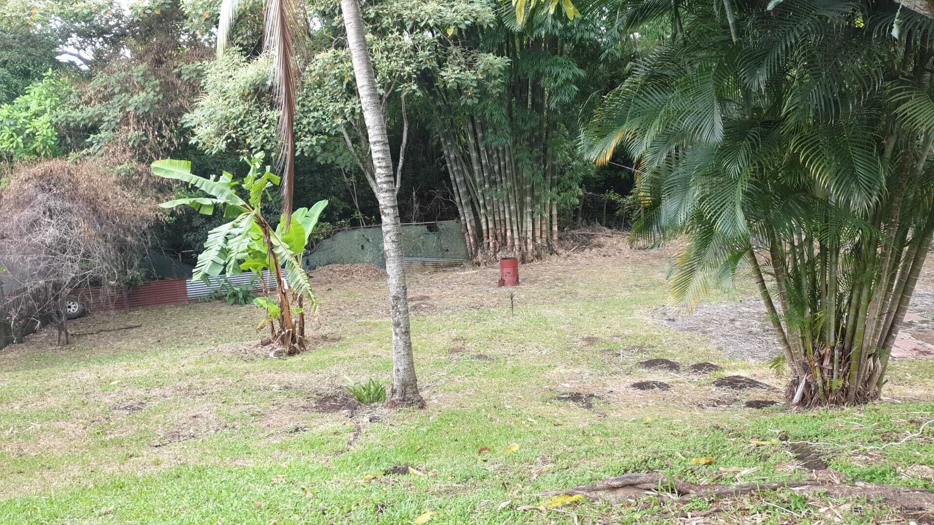 A grassy outdoor area with various trees, including a banana tree and a palm tree.