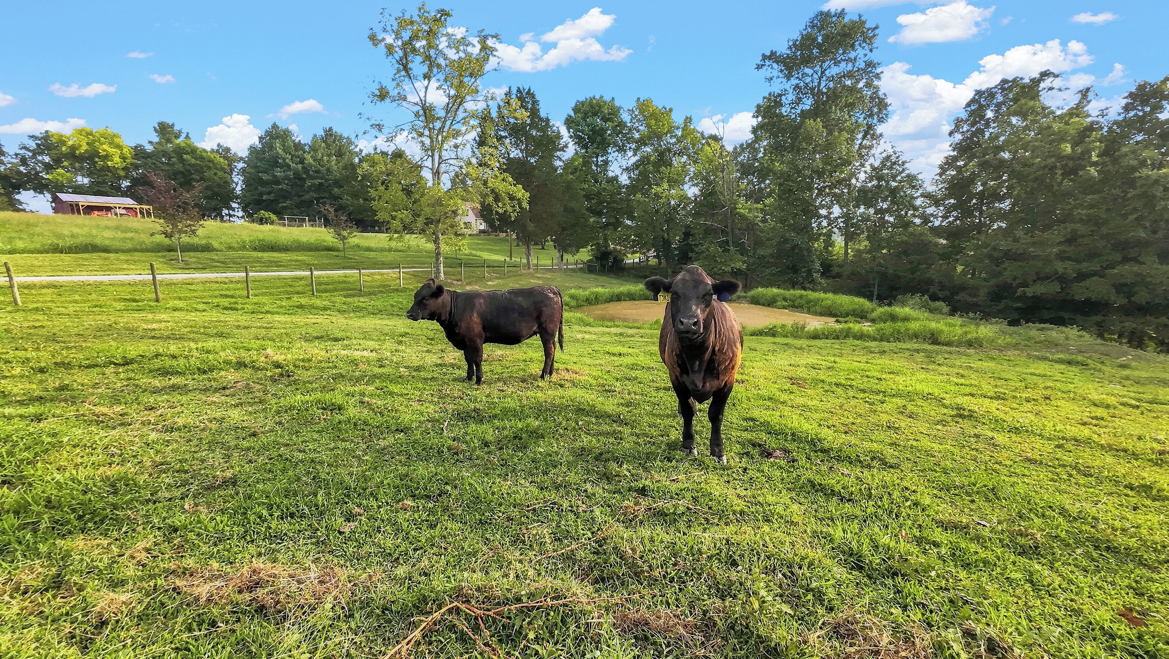 A grassy field with two cows and a fence.