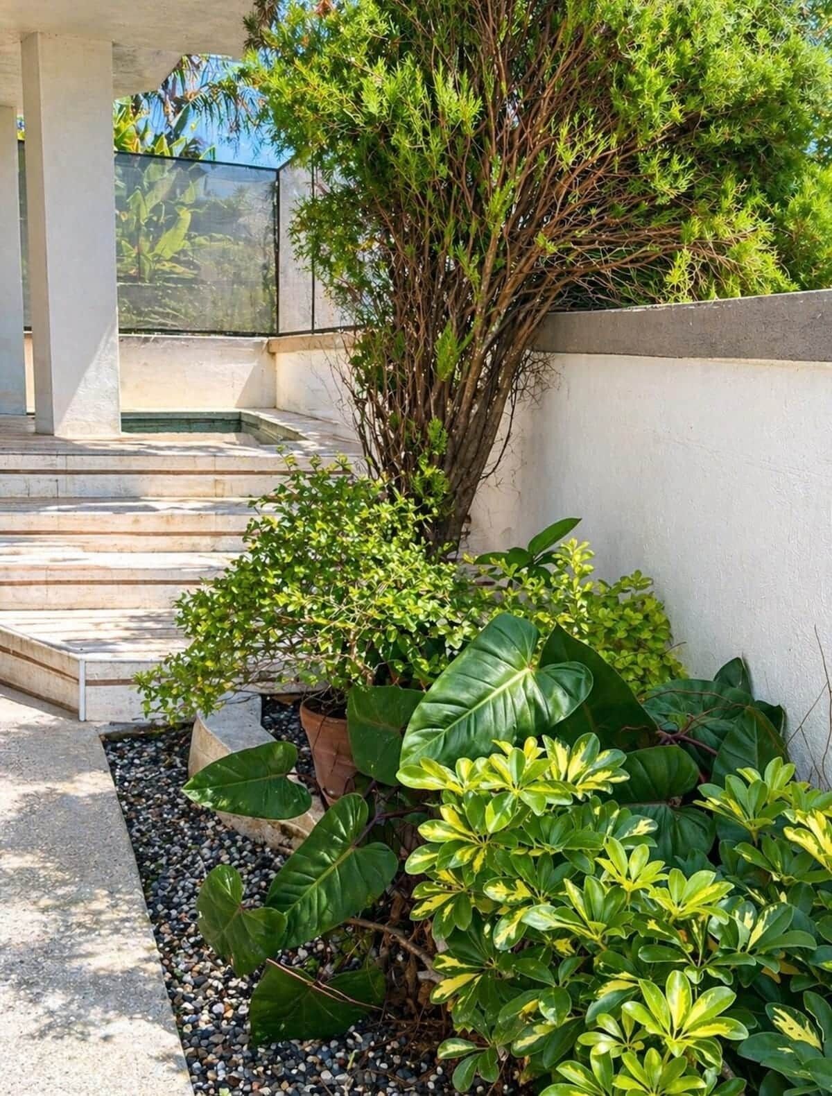 Un espace extérieur moderne agrémenté d’un escalier en béton, d’un grand arbre et de diverses plantes en pot.