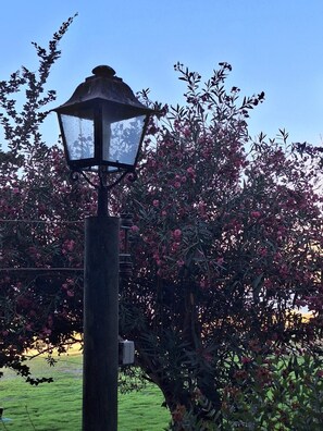 A street lamp with a clear glass enclosure, surrounded by lush greenery and flowering plants.