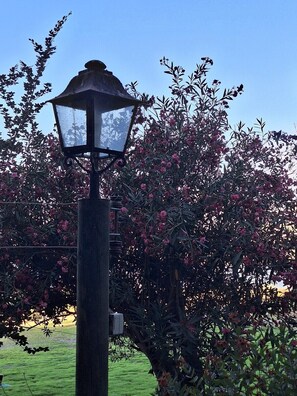 Un lampadaire doté d’un abat-jour en verre transparent et d’un socle en métal, entouré d’arbustes en fleurs et d’une pelouse bien entretenue.