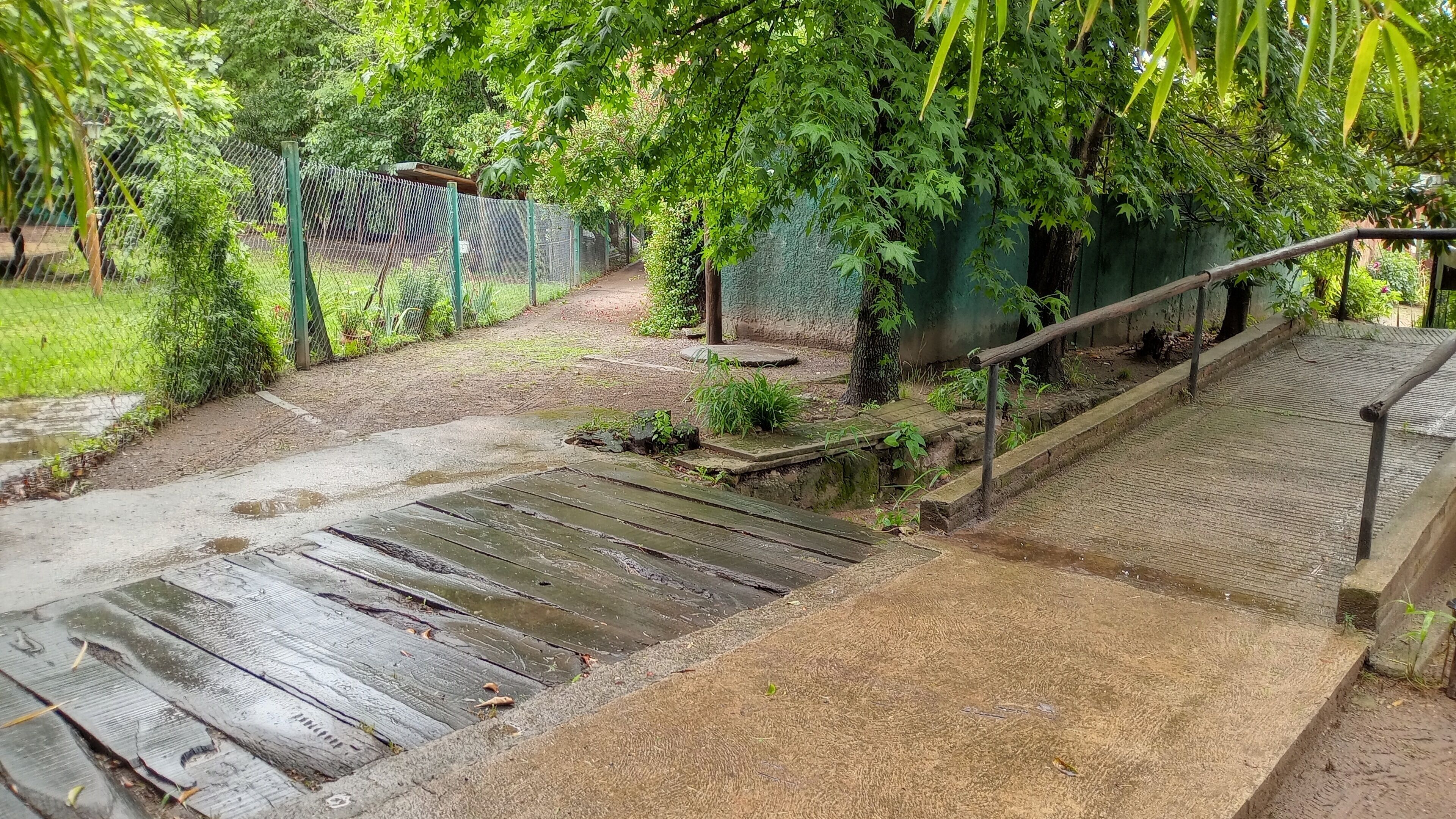 A wet wooden pathway leading to a green fenced area with a bench and a small garden.