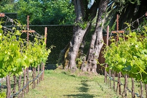 A vineyard with rows of grapevines supported by wooden stakes and wire. - Gated Glen Ellen wine country 3 bed/2 bath house with Sonoma Mountain views (Glen Ellen)