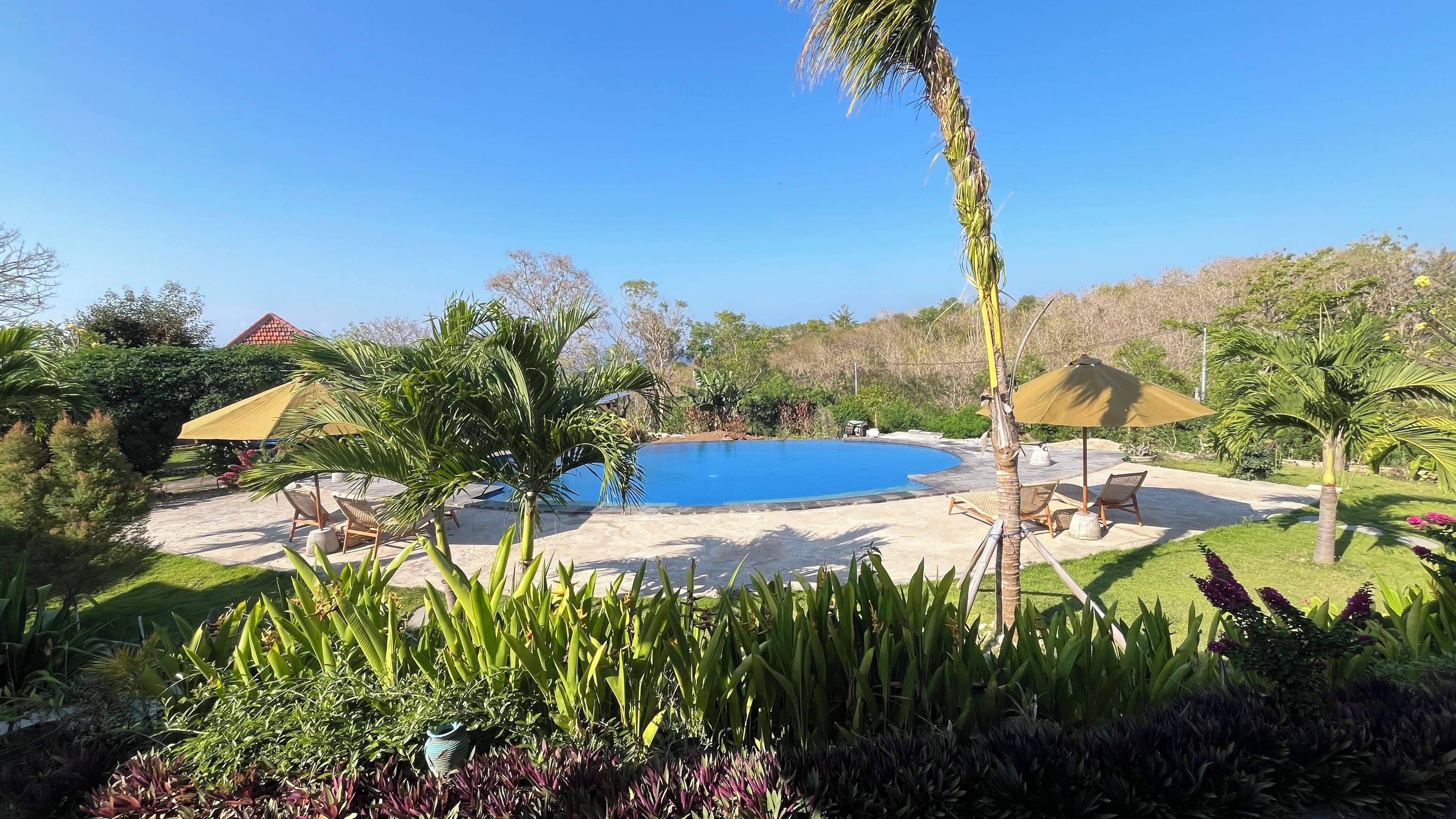 A swimming pool surrounded by palm trees and lounge chairs.