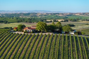 A vineyard with rows of grapevines, a building with a red roof, and a clear sky. - Private Pool + Spa | Templeton El Pomar District | Krisyn Vineyards (Templeton)