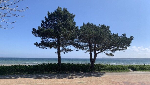 Ein gepflasterter Bereich mit zwei Kiefern und Blick aufs Meer.