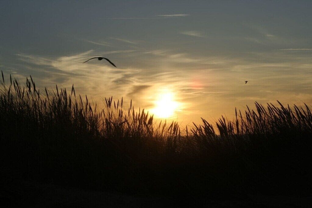 A sunset with silhouettes of grass and a bird in flight.