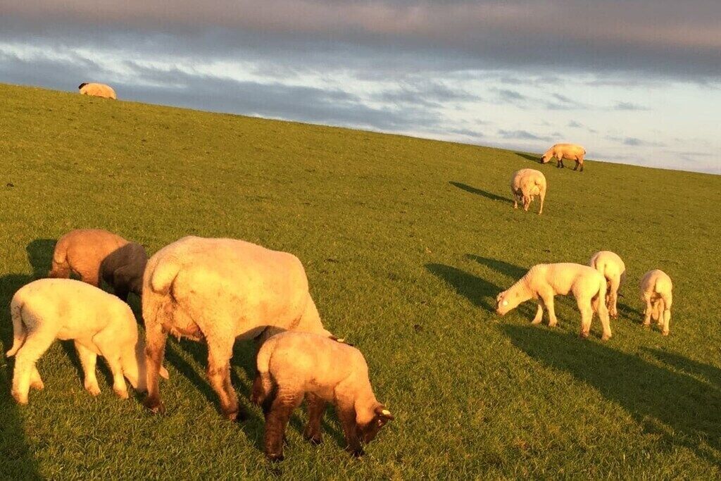 Een begrazend grasland met schapen.