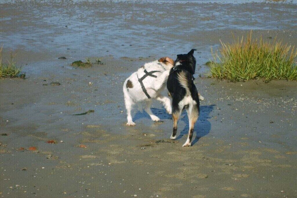 Two dogs on a sandy beach with water in the background.
