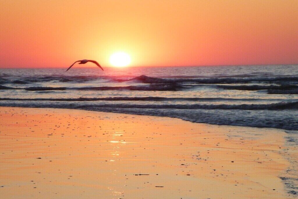 Une scène de plage avec un coucher de soleil, des vagues et un oiseau en vol.