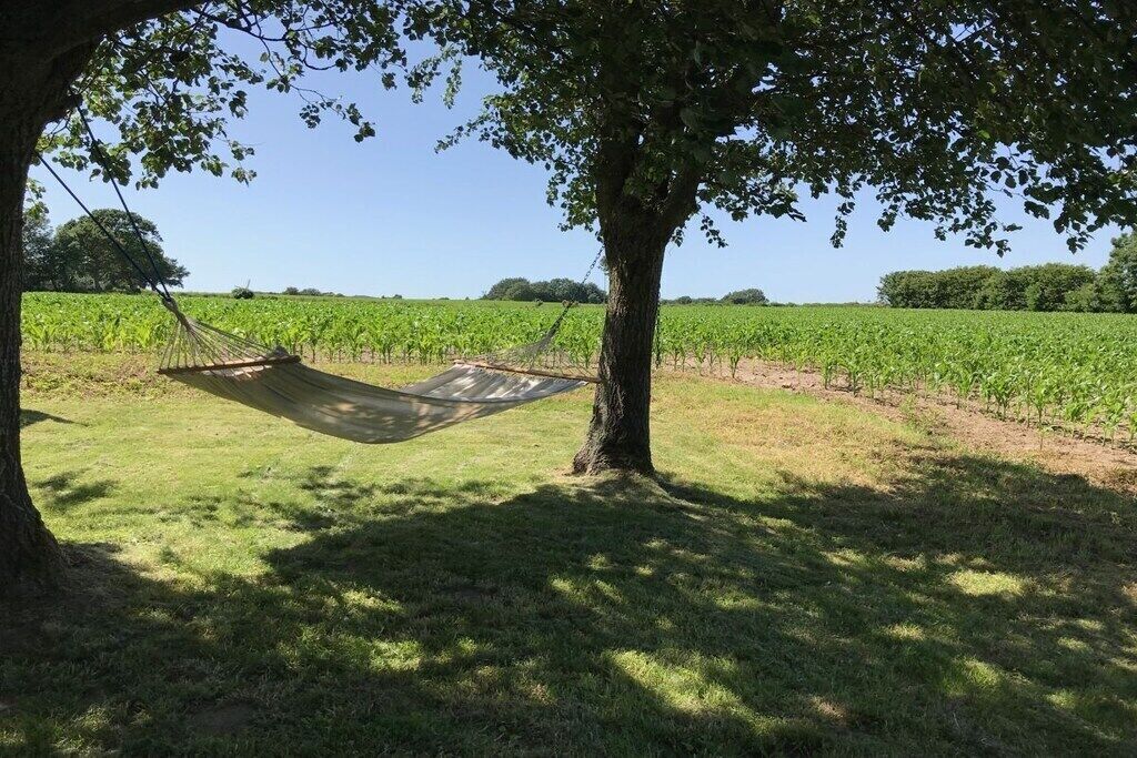 A hammock under a tree in a grassy field with a vineyard in the background.