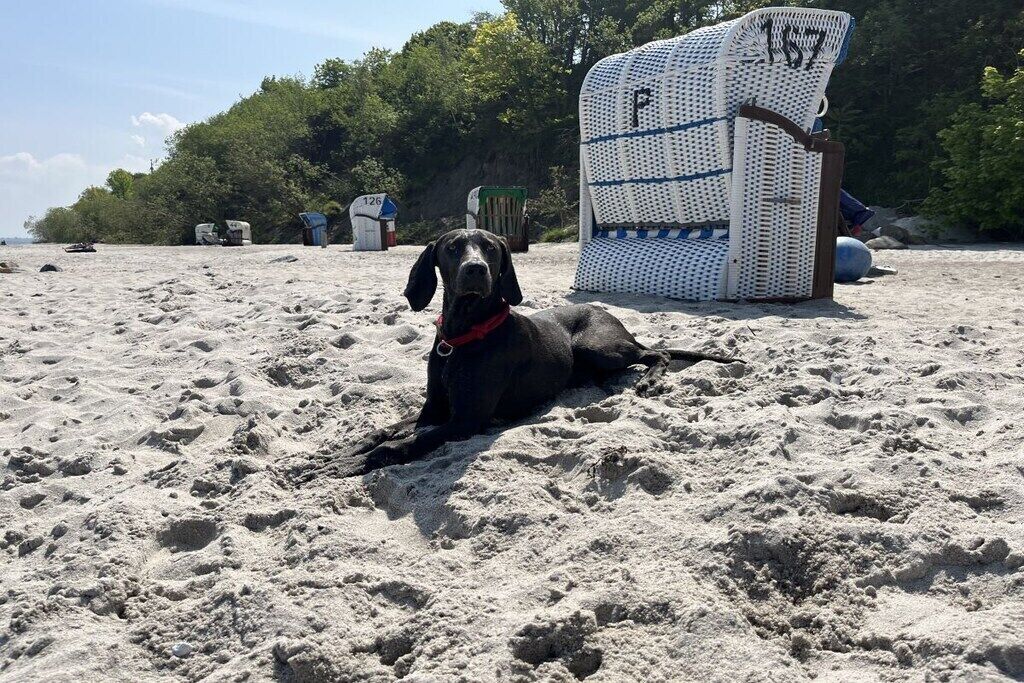 A dog lying on a sandy beach with a tent and a chair in the background.