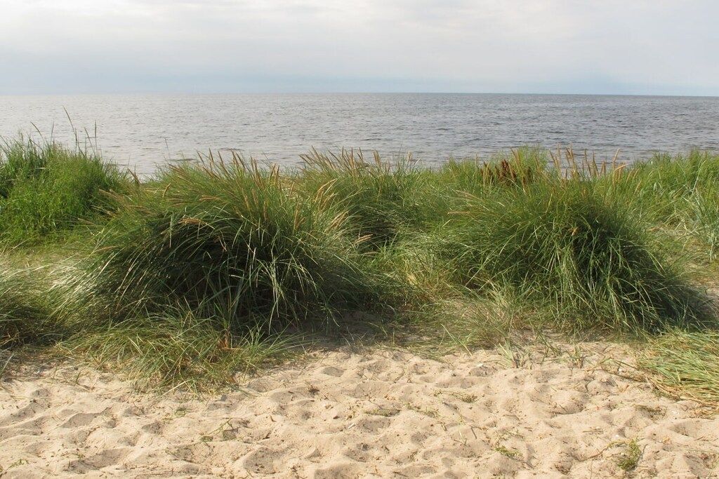 Ein sandiger Strand mit Gras im Vordergrund und einem ruhigen Meer im Hintergrund.
