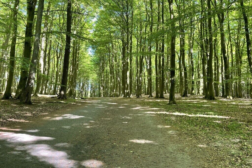 Un sentiero nella foresta, fiancheggiato da alberi alti e una strada sterrata.