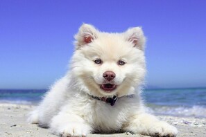 Ein weißer, flauschiger Hund liegt auf einem sandigen Strand, im Hintergrund ein klarer, blauer Himmel.