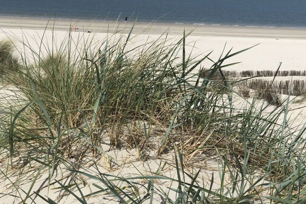 Ein Strand mit Dünen und vereinzelter Vegetation.