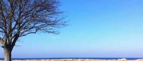 A tree-lined grassy area with a view of the sea.