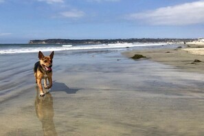 A dog on a beach with waves in the background. - Travemünde-Priwall - Anchorage (Lübeck Travemünde)
