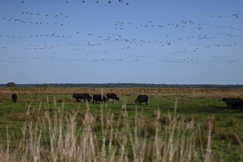 En åker med kor och en flock fåglar på himlen.