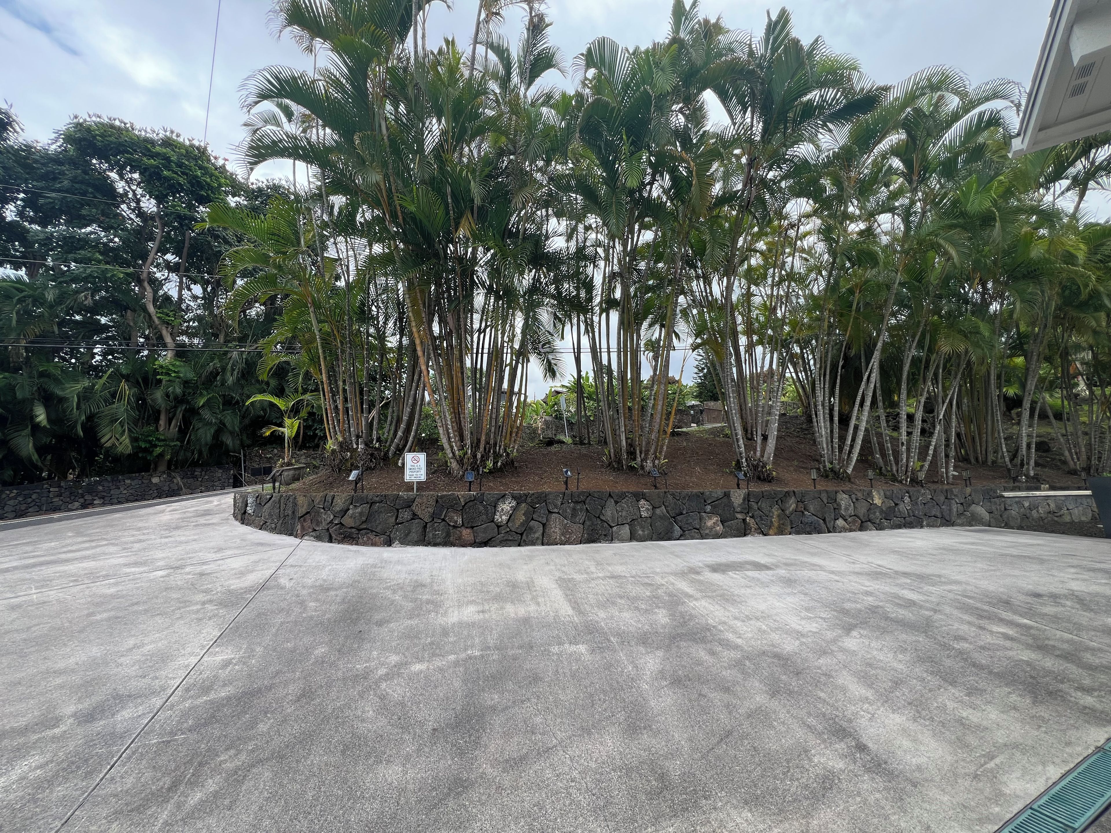 A paved area with a stone retaining wall and a row of tall palm trees.