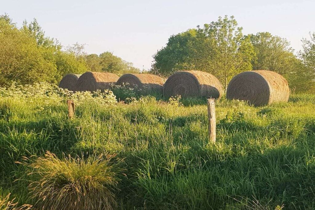 Hay bales in a field with trees in the background.