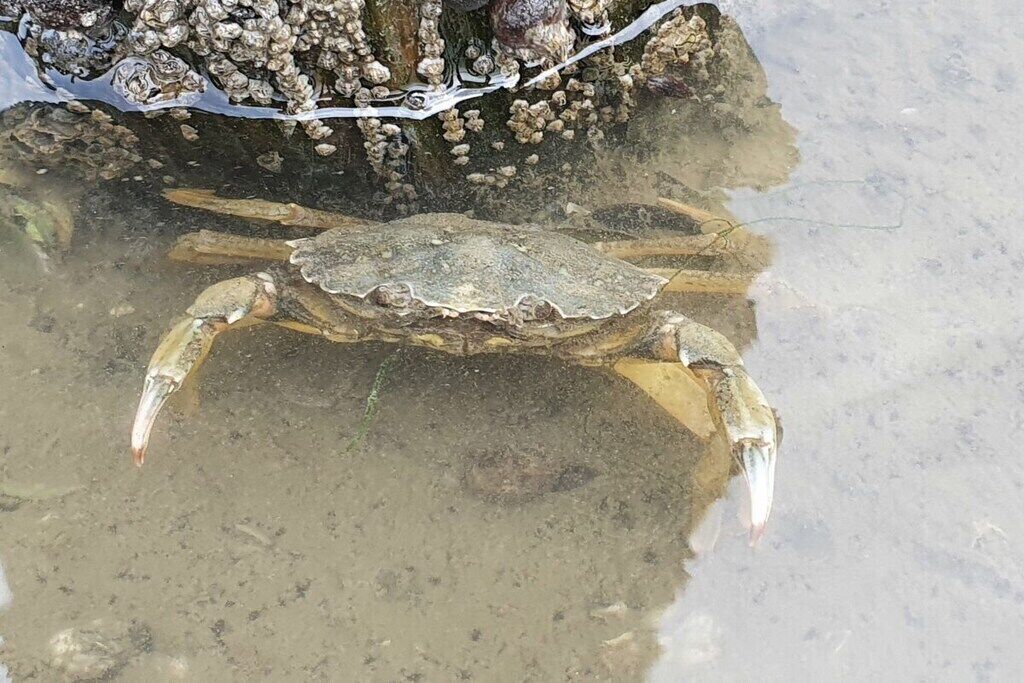A crab on a rock with a clear water surface.