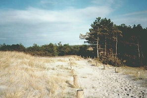 A sandy path leading through a grassy area with a wooden fence and a pine tree. - Thatched-roof house on Hiddensee (Seebad Hiddensee)