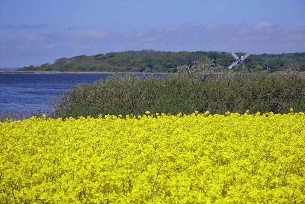 Een veld vol gele bloemen met een windmolen op de achtergrond.