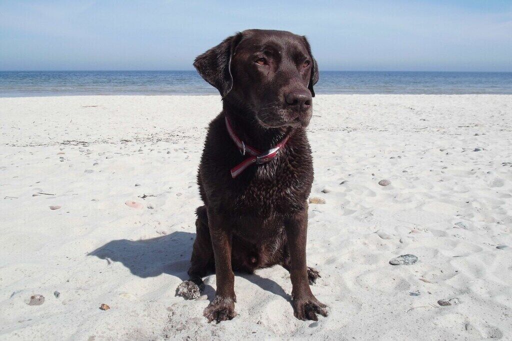 Un chien assis sur une plage de sable, avec l’océan en arrière-plan.