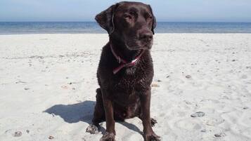 Um cão sentado em uma praia de areia, com o oceano ao fundo.