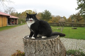 A black and white cat sitting on a tree stump in a garden. - Nahnsen Farm, holiday under a thatched roof (Leck \/ Klintum)