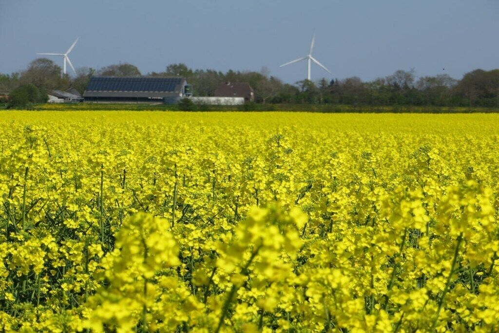 A field of yellow flowers with wind turbines in the background.