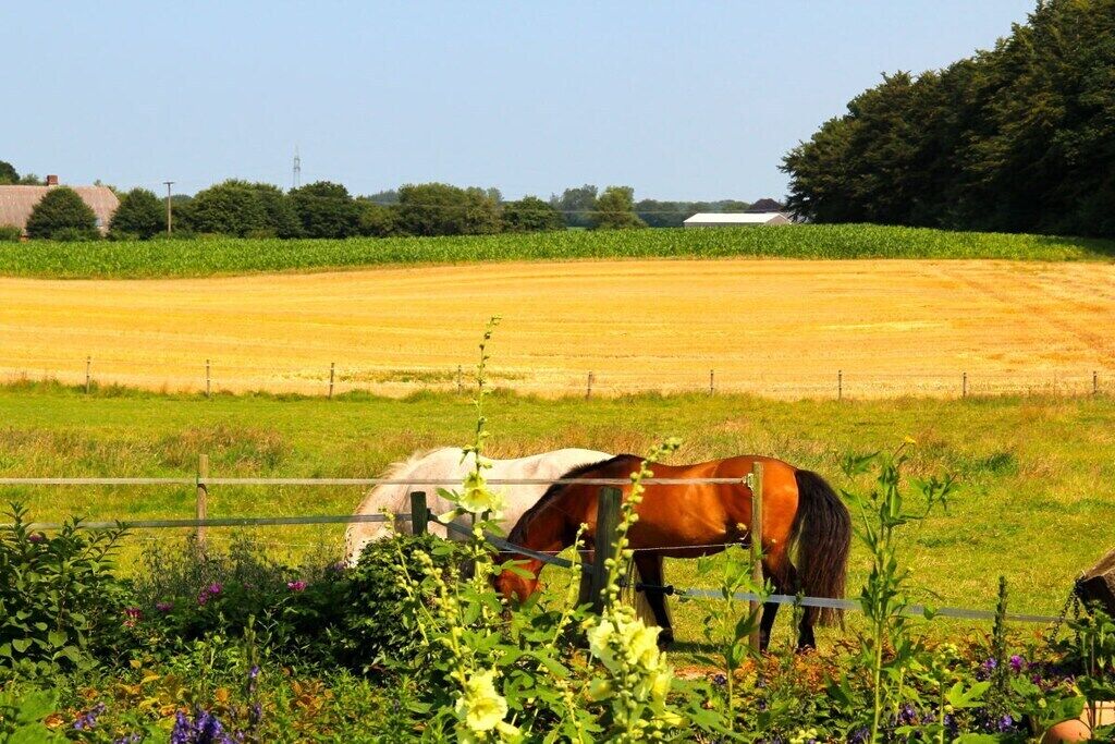 Um cavalo pastando em um campo cercado, com céu limpo.