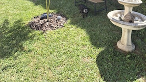 Um jardim com um banco, uma fonte para pássaros e uma árvore com folhas vermelhas.