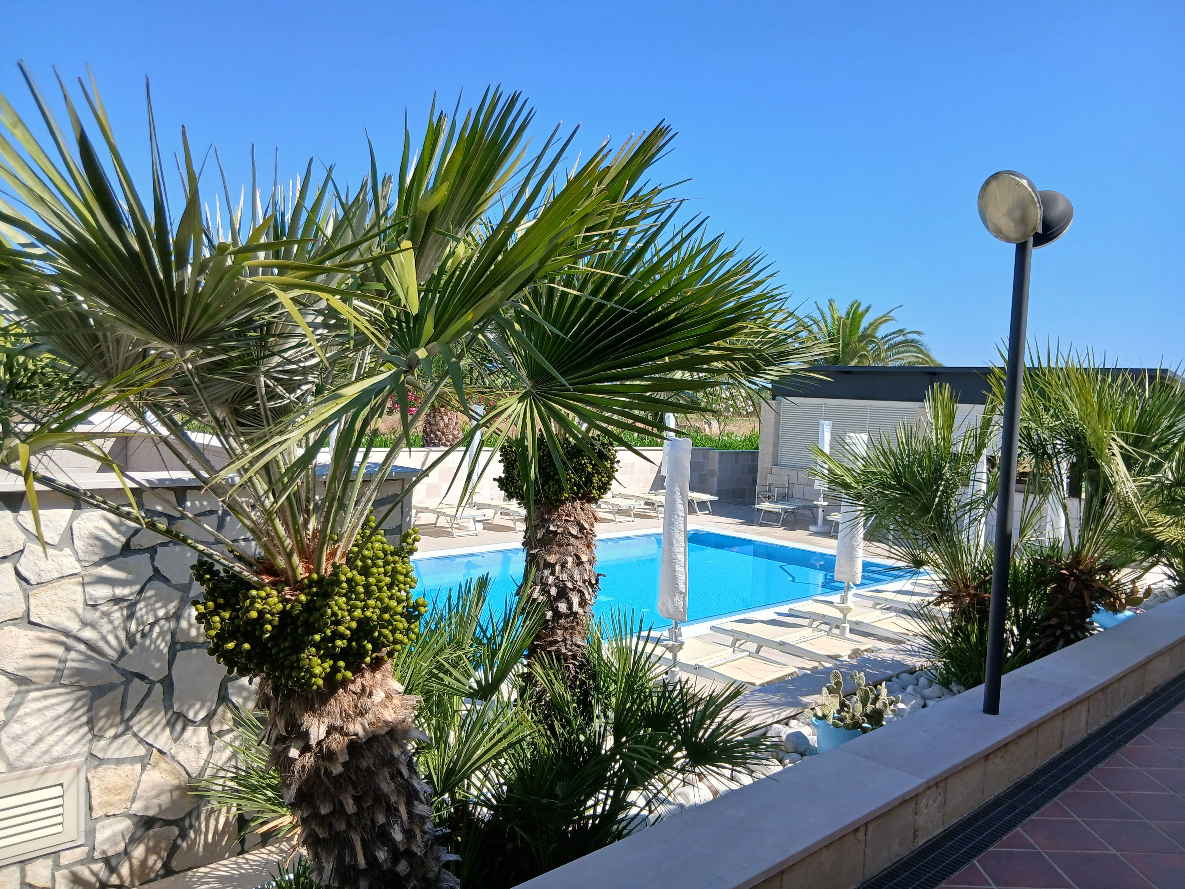 A pool area with palm trees, a stone wall, and lounge chairs.