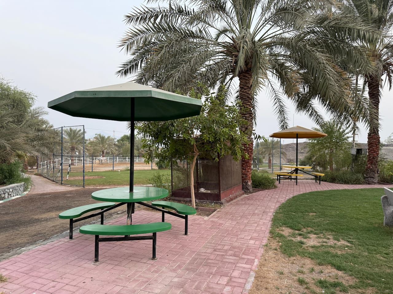 A paved outdoor area with picnic tables and umbrellas, surrounded by palm trees.