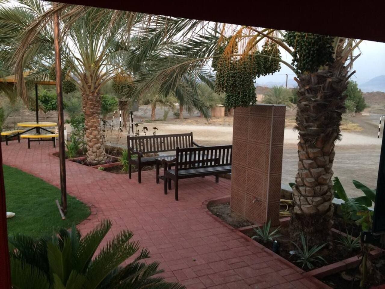An outdoor patio area with benches, palm trees, and a brick pathway.