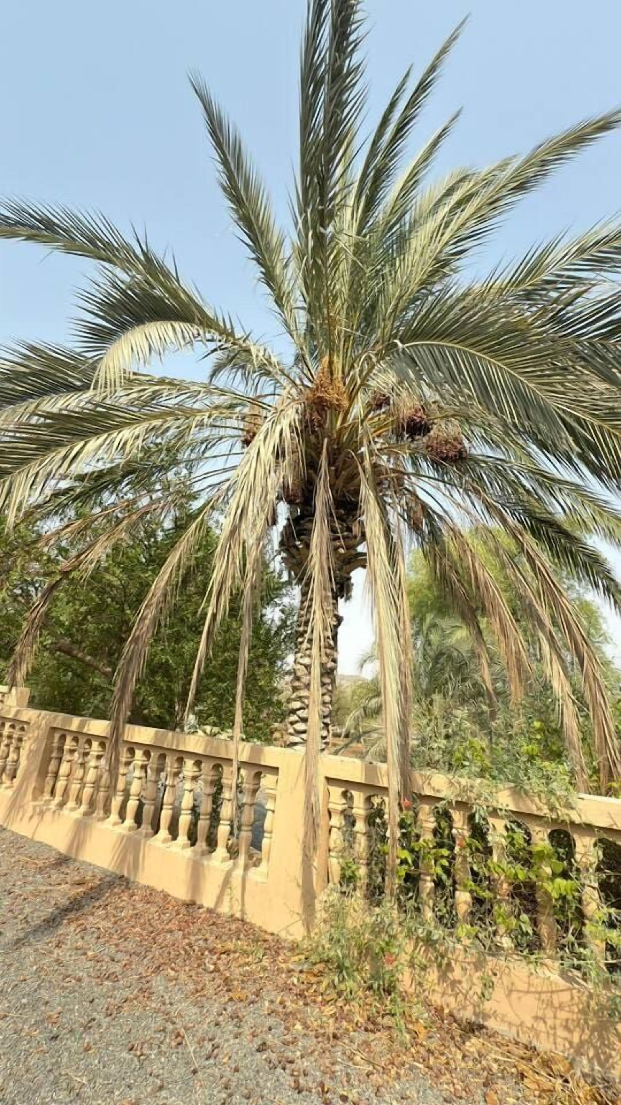 Una palmera con una valla en primer plano.