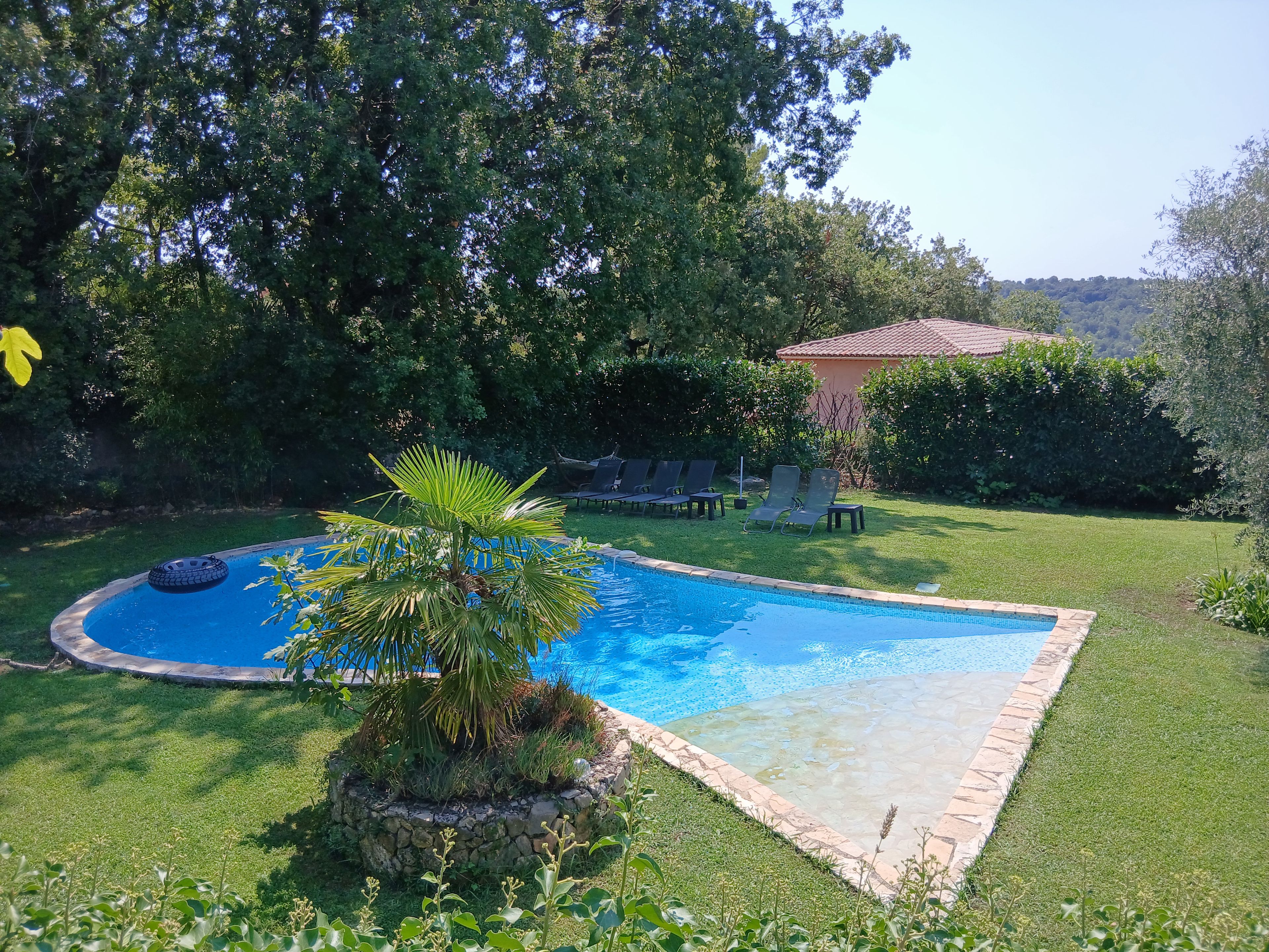 Una piscina con borde de piedra, rodeada de césped y una palmera.