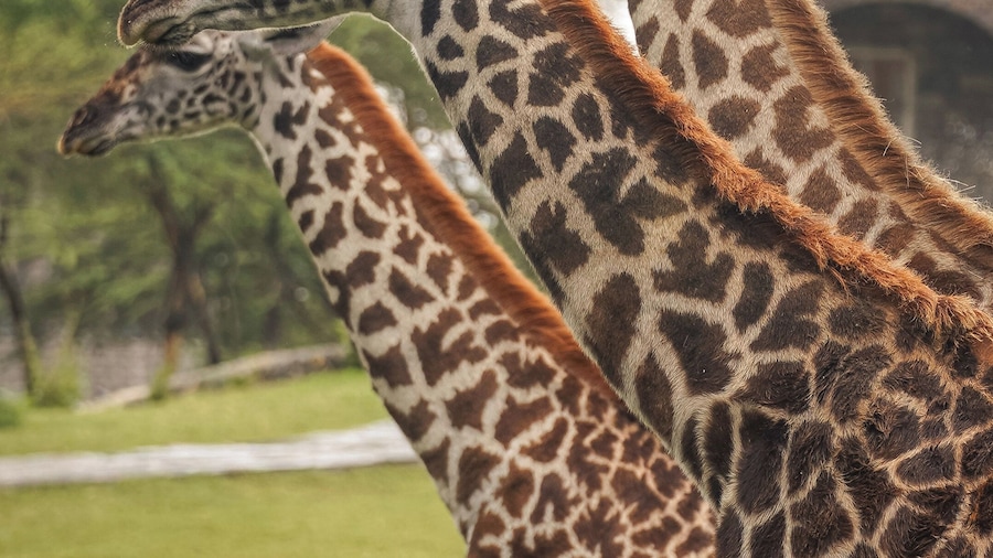 Giraffe Manor Tanzania