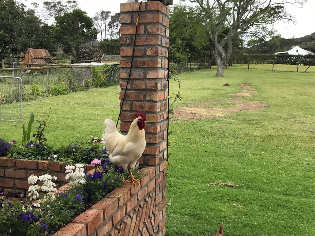 Um galo em um muro de tijolos em um gramado com cerca e árvores ao fundo.