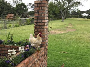 A chicken on a brick wall in a grassy yard with a fence and trees in the background.