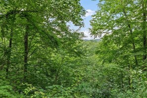 Ein dichter Wald mit hohen Bäumen und dichtem Unterholz.