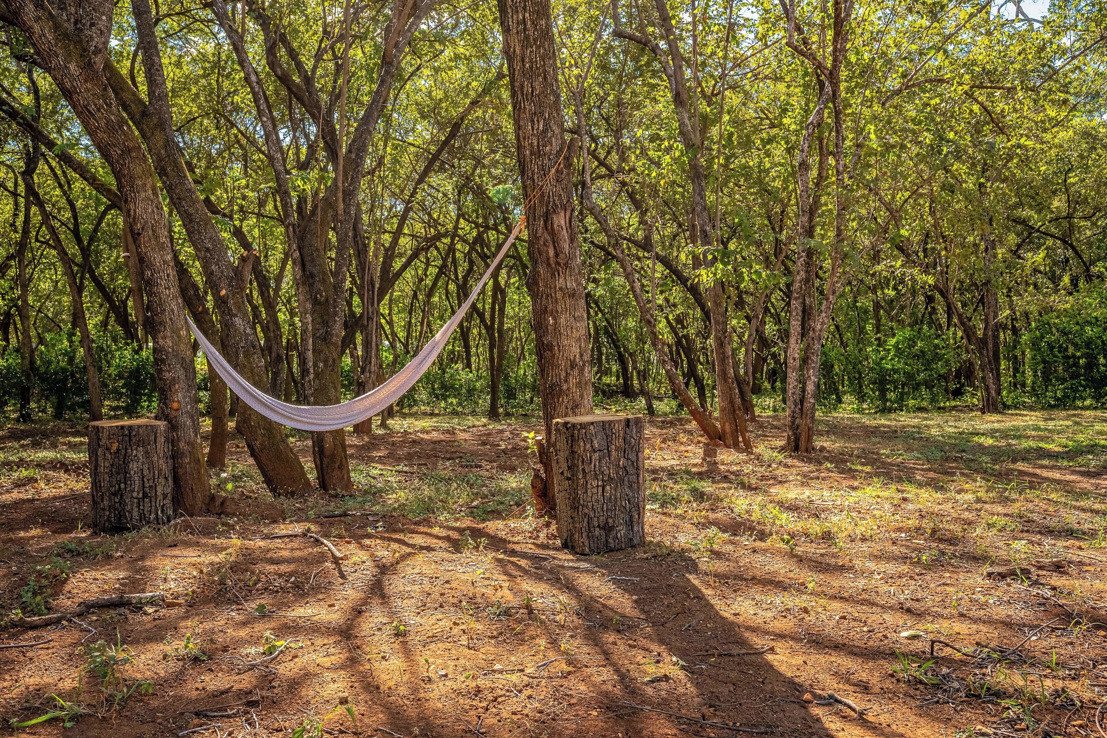 A hammock suspended between two trees in a forested area with a dirt ground.