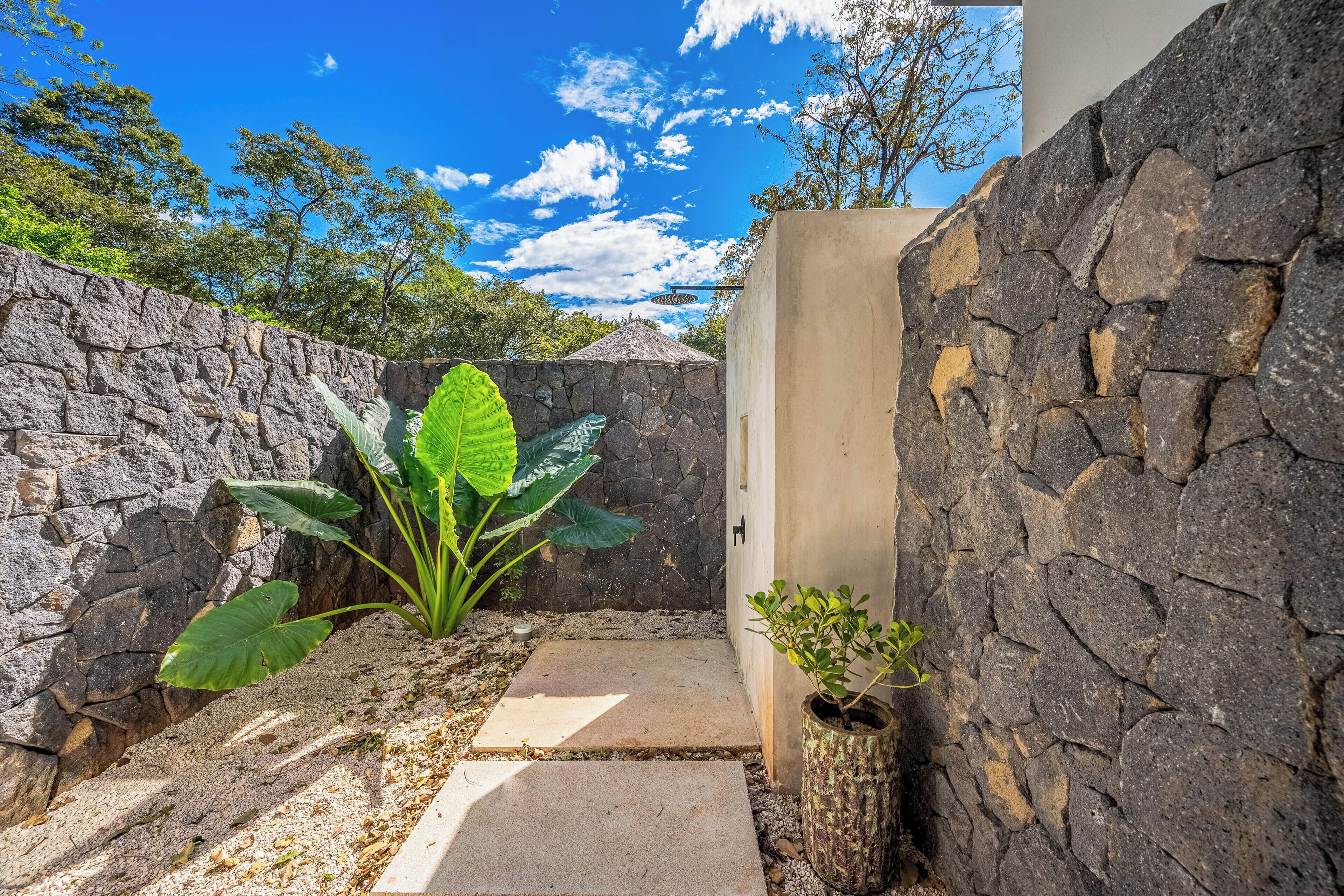 A stone wall with a door, a concrete pathway, and a plant with large leaves.